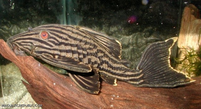 Panaque nigrolineatus