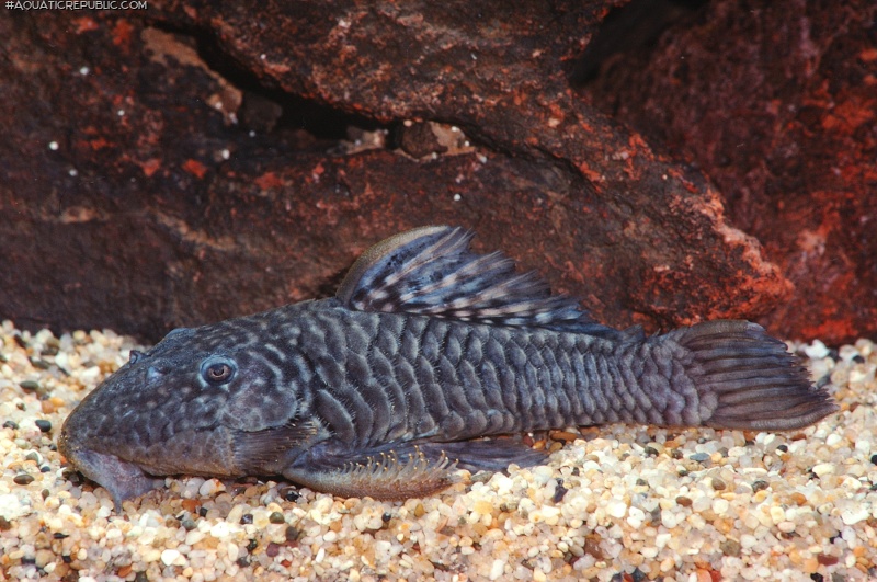 Parancistrus aurantiacus