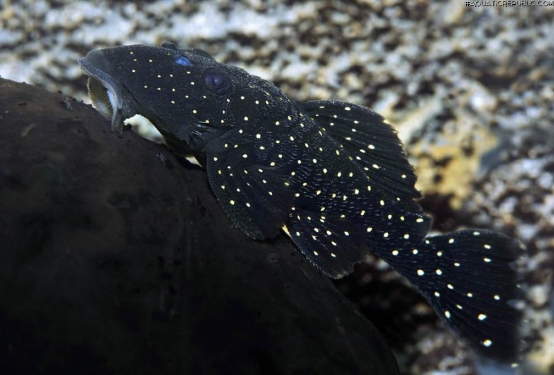 Parancistrus nudiventris