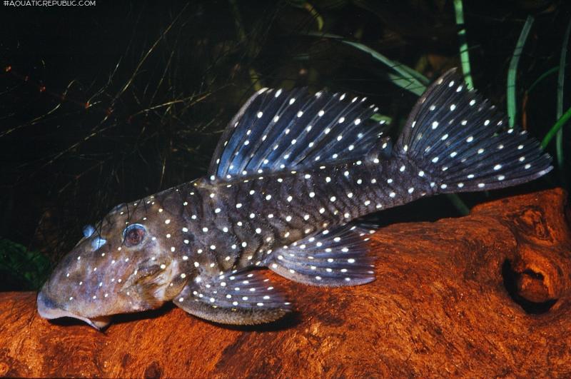 Parancistrus nudiventris