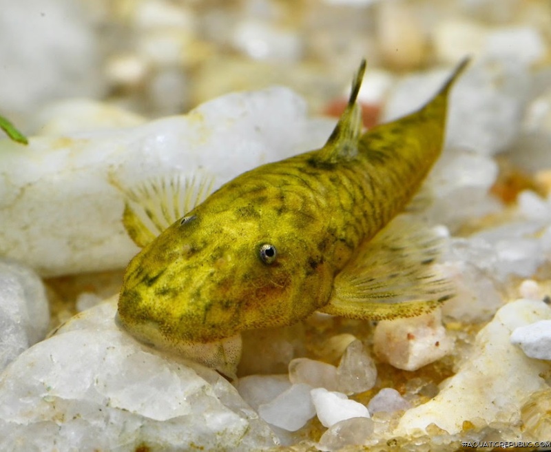 Parotocinclus adamanteus