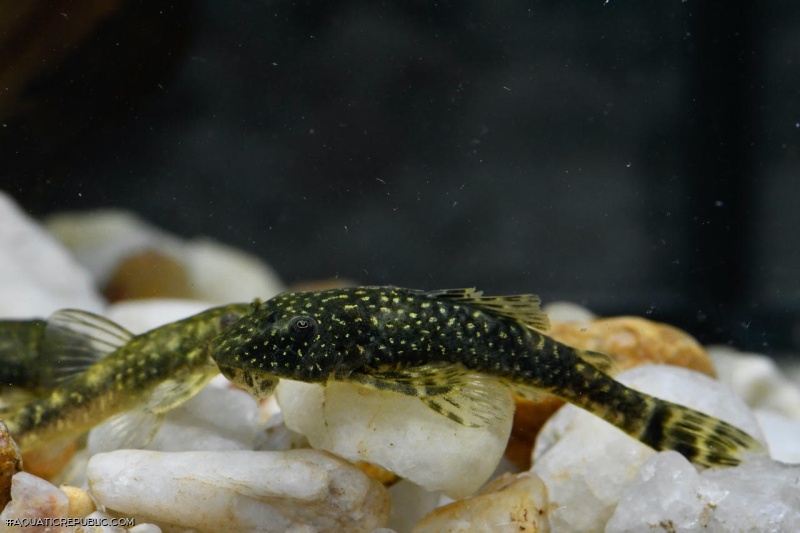 Parotocinclus cearensis