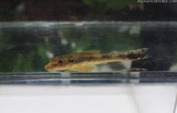 Parotocinclus doceanus