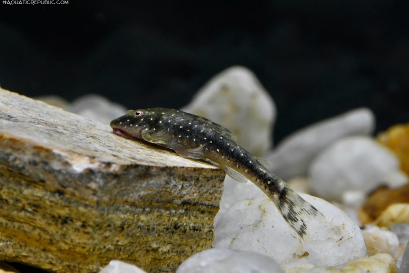 Parotocinclus haroldoi