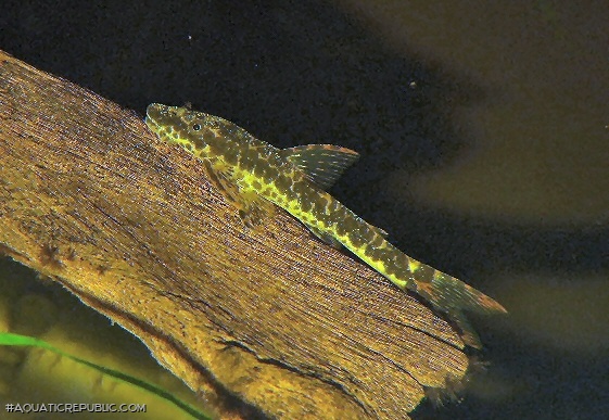 Parotocinclus maculicauda