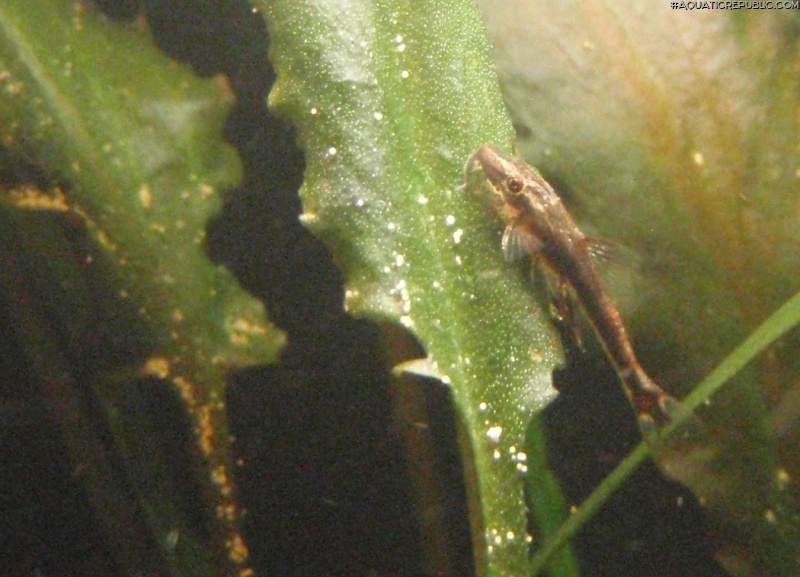 Parotocinclus maculicauda