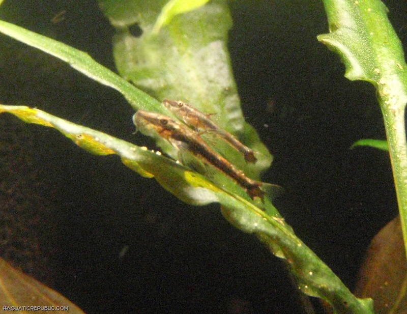 Parotocinclus maculicauda