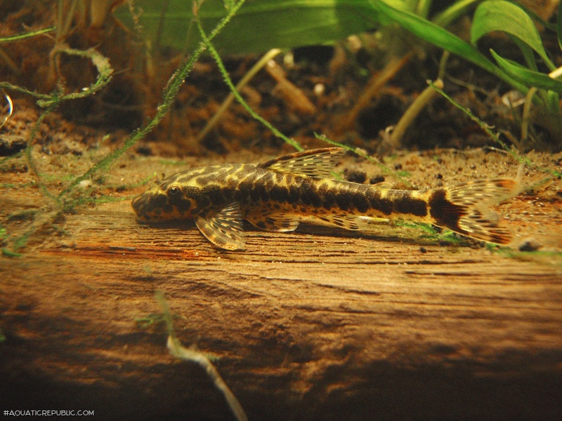 Parotocinclus maculicauda