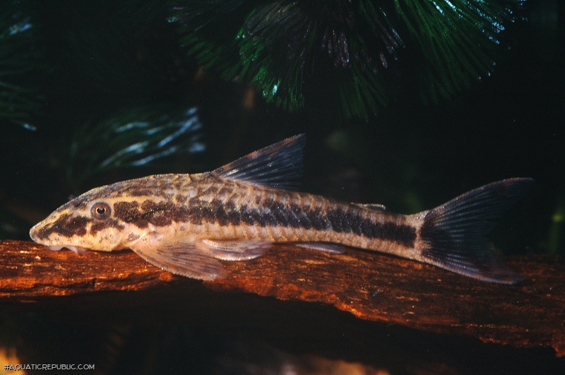 Parotocinclus maculicauda