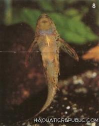 Parotocinclus maculicauda