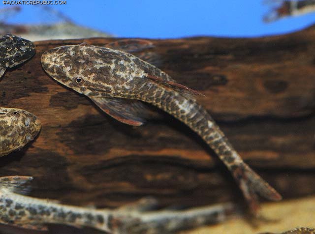 Parotocinclus maculicauda