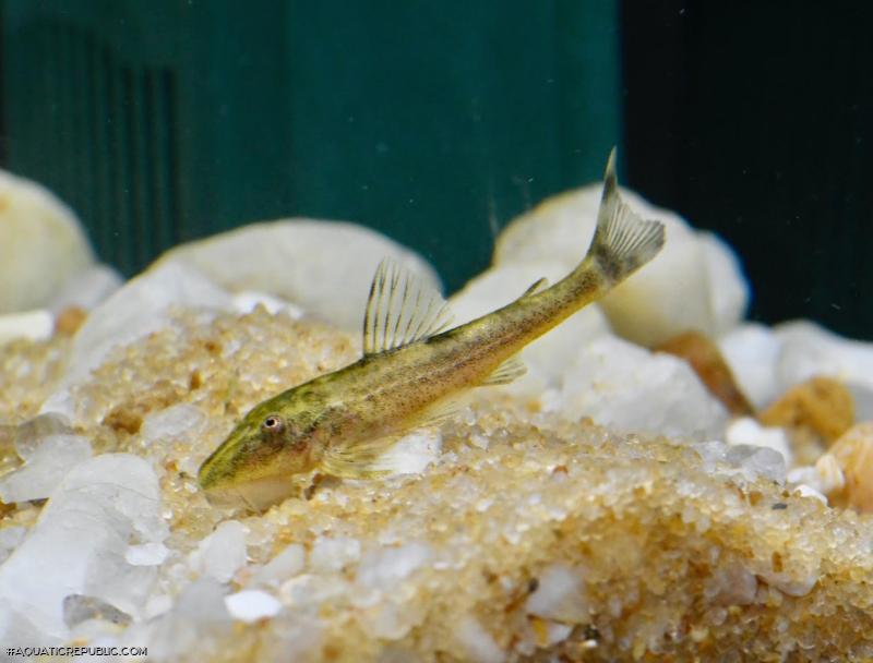 Parotocinclus nandae