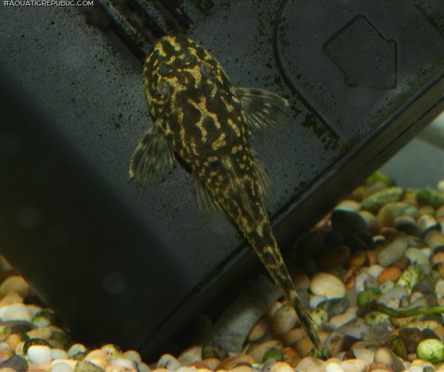 Parotocinclus sp. `PERNAMBUCO`