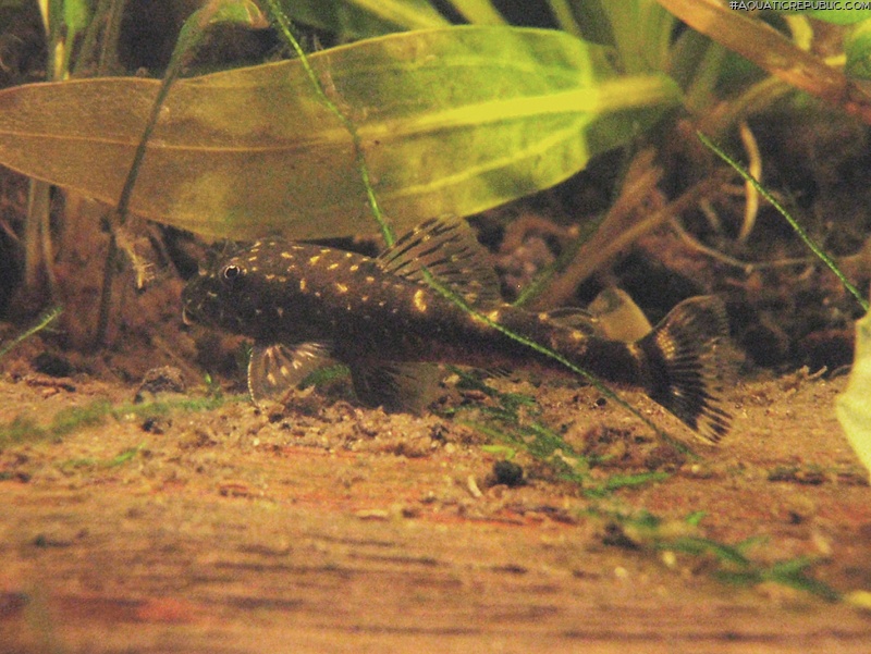 Parotocinclus spilosoma