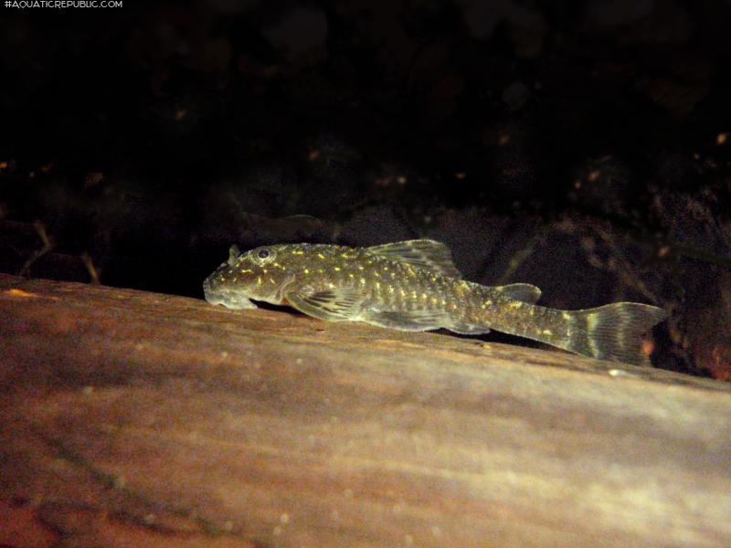 Parotocinclus spilosoma