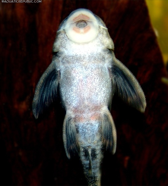 Peckoltia lujani