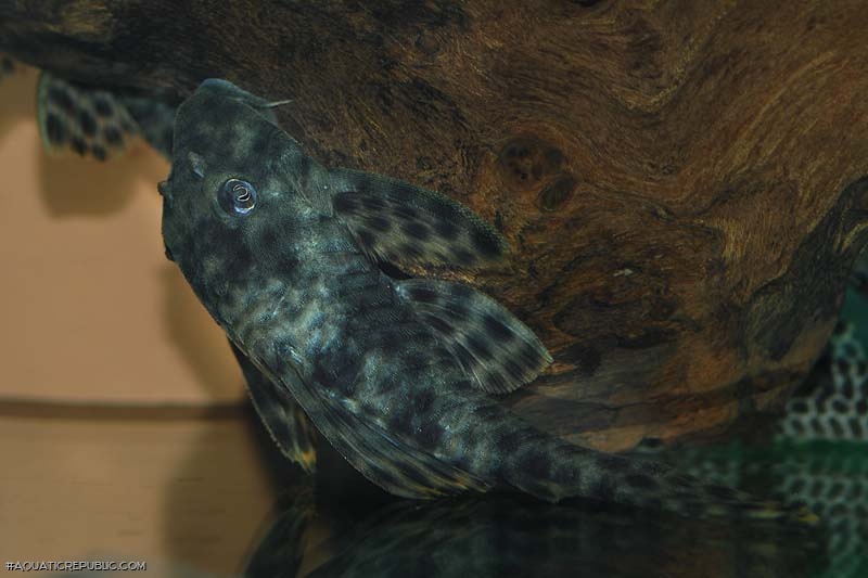 Peckoltia oligospila