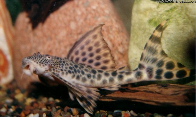 Peckoltia sabaji