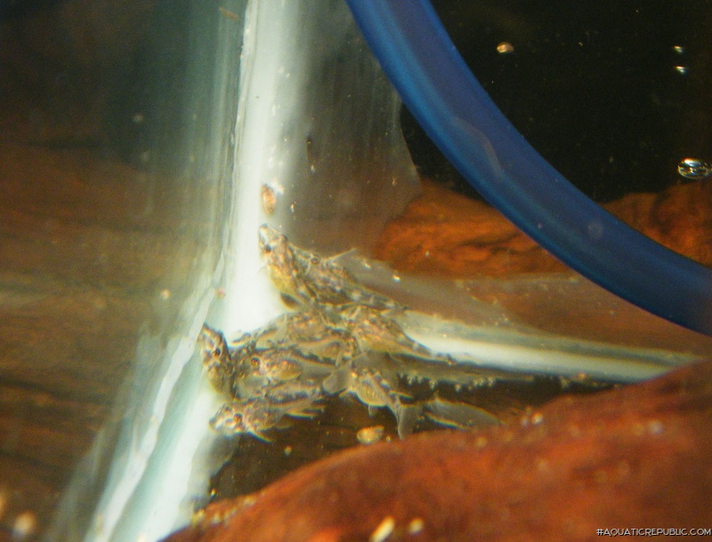 Peckoltia sp. (L140)