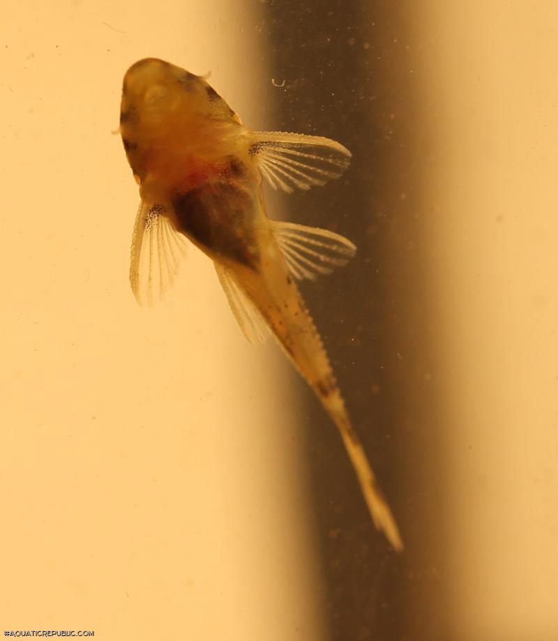 Peckoltia sp. (L288)