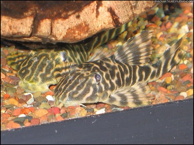 Peckoltia sp. (L377)