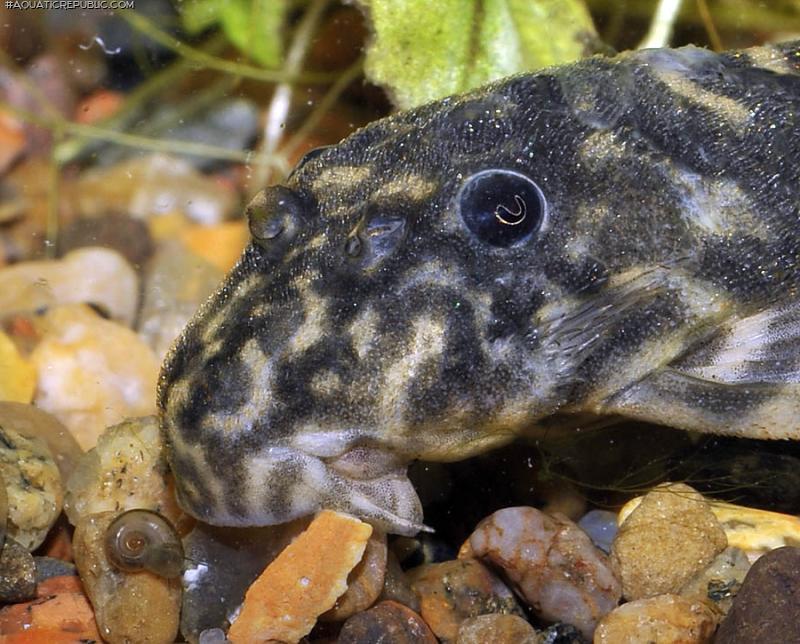 Peckoltia sp. `RIO NEGRO`