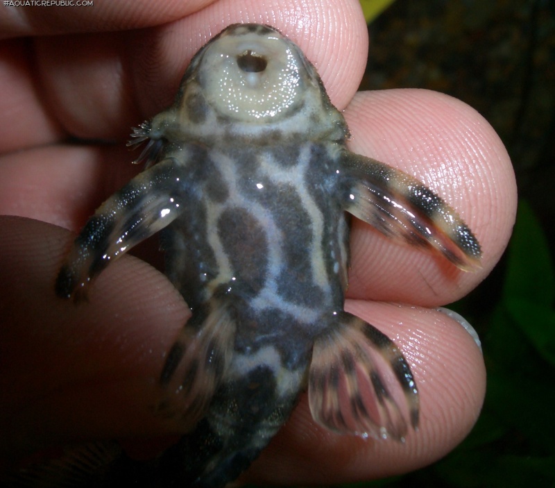 Peckoltia sp. `RIO NEGRO`