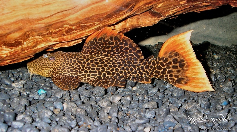 Pseudacanthicus cf. leopardus