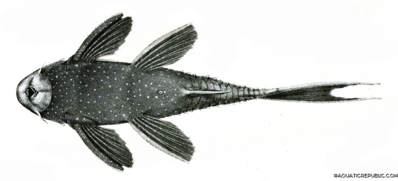 Pseudacanthicus fordii