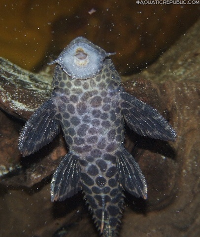 Pseudacanthicus leopardus