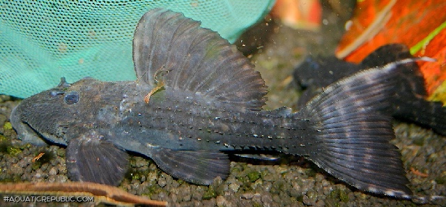 Pseudacanthicus major