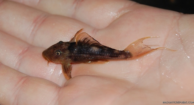 Pseudacanthicus pirarara