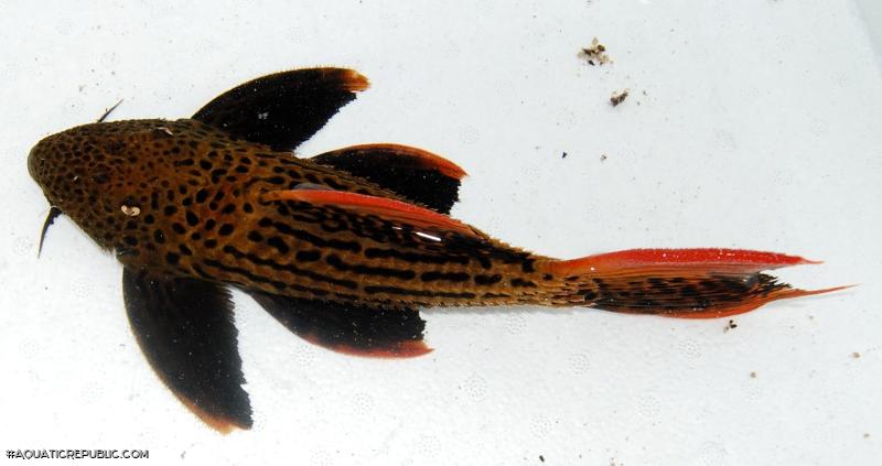 Pseudacanthicus pirarara