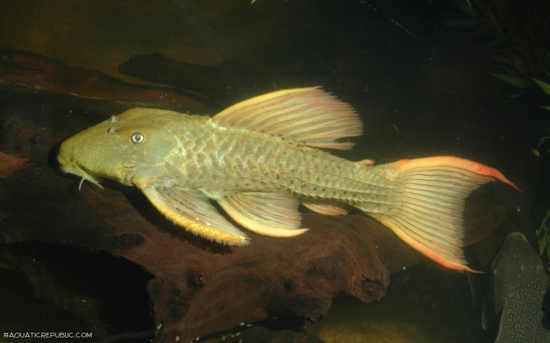 Pseudacanthicus pitanga