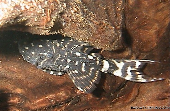 Pseudacanthicus sp. (L065)