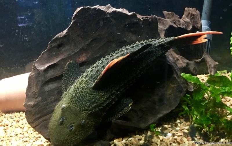 Pseudacanthicus sp. (L427)