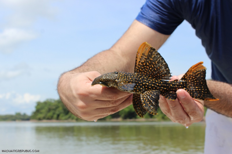 Pseudacanthicus sp. (LDA105)