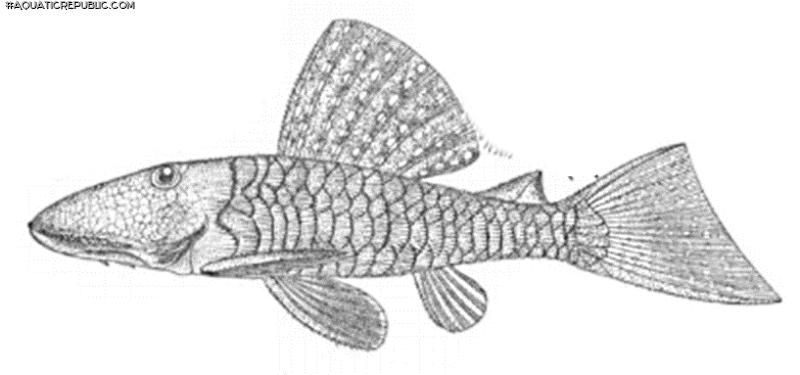 Pseudancistrus genisetiger