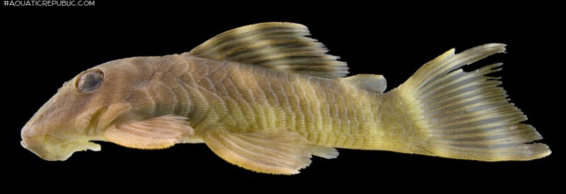 Pseudancistrus kwinti