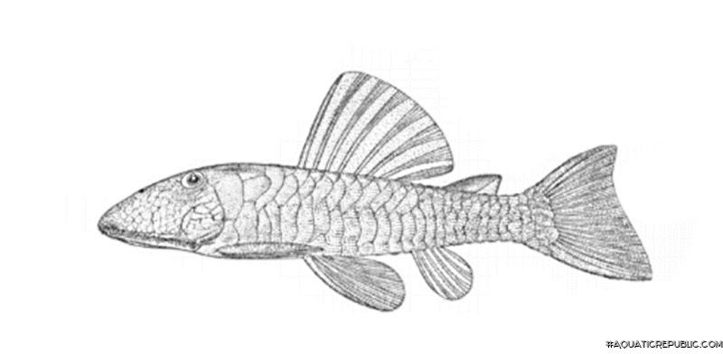 Pseudancistrus papariae