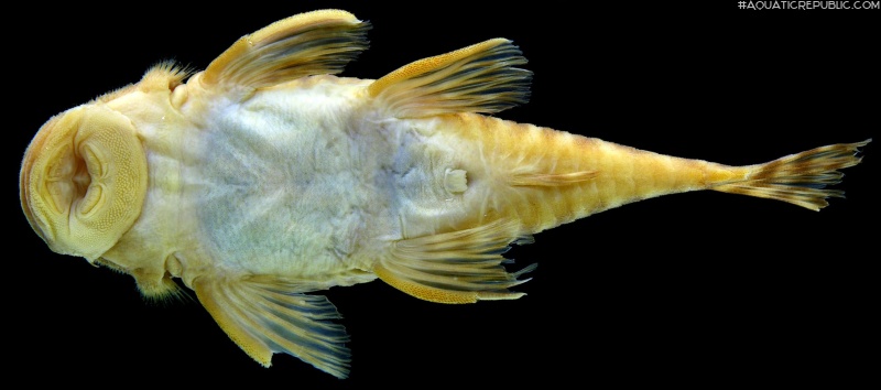 Pseudancistrus reus