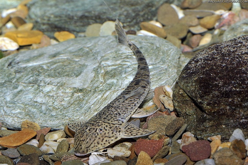 Pseudohemiodon almendarizi