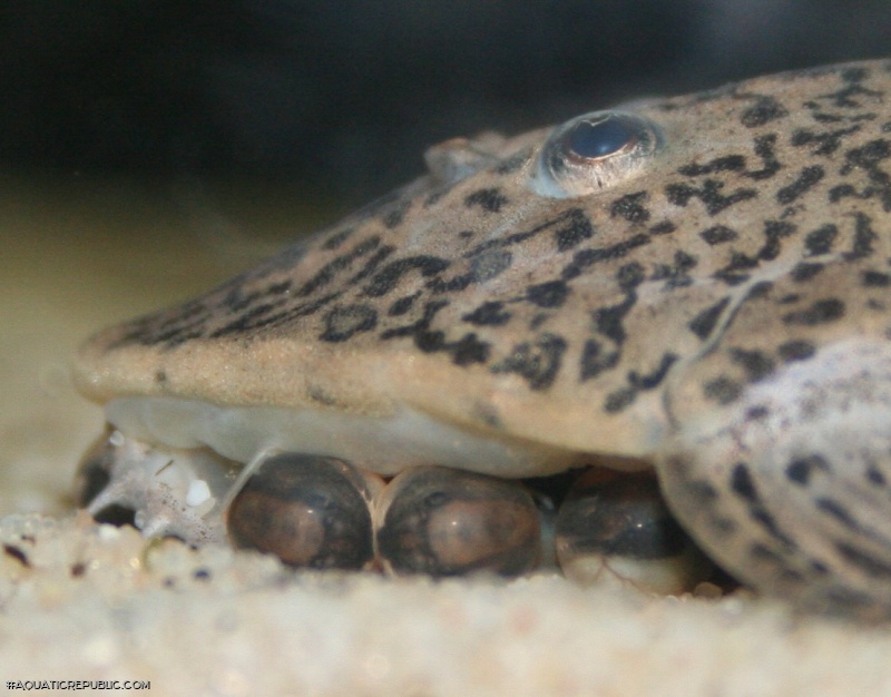 Pseudohemiodon sp. `MARBLED`