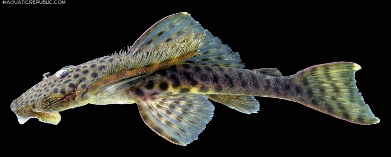 Pseudolithoxus dumus