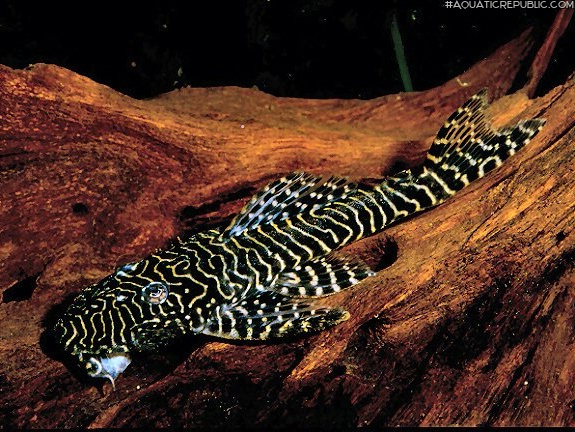Pseudolithoxus tigris