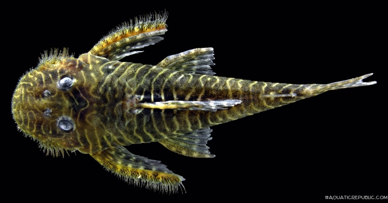 Pseudolithoxus tigris