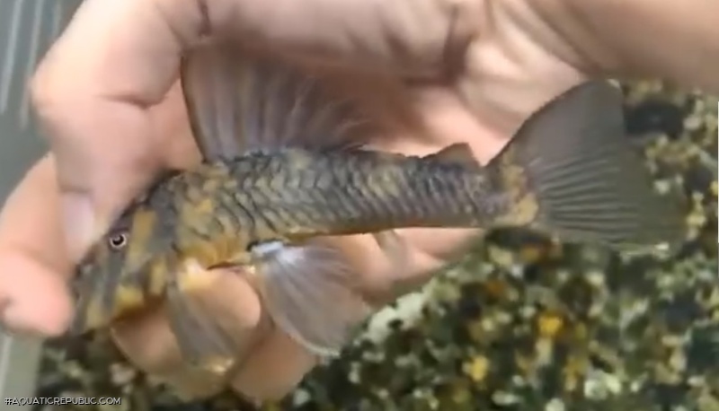 Pseudoqolus koko