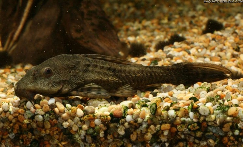 Pseudorinelepis genibarbis