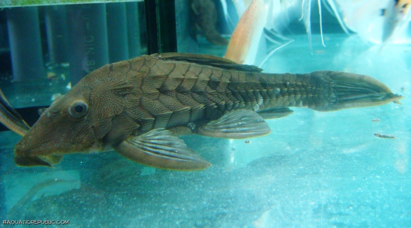 Pseudorinelepis genibarbis