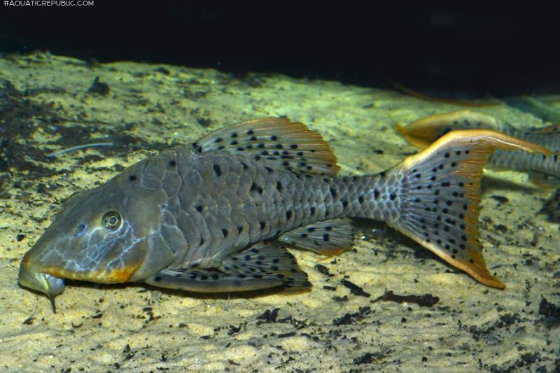 Pseudorinelepis sp. (L095)